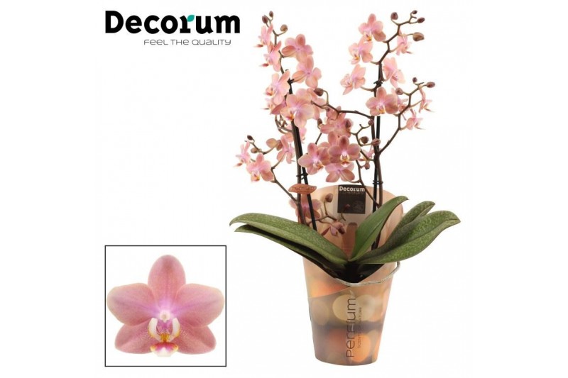 Phalaenopsis multiflora odorion Phalaenopsis perfíum 2+ tak Odorion (D 