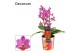 Phalaenopsis paars Phalaenopsis Table Mystery 2+ tak (Decorum)14 bl. 2 