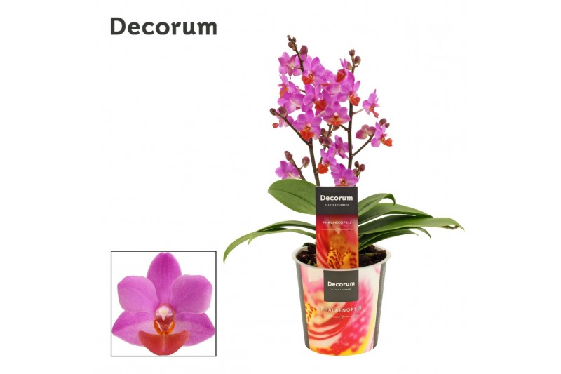 Phalaenopsis paars Phalaenopsis Table Mystery 2+ tak (Decorum)14 bl. 2 