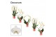 Phalaenopsis anthura madrid Phalaenopsis vormen mix 2 tak wit (Decorum 