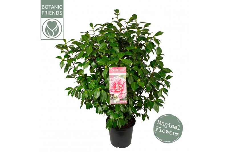 Camellia japonica Camellia jap. Bonomiana50 bl. 