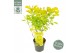Cotinus coggygria Cotinus cog. Golden Lady ® 
