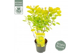 Cotinus coggygria Cotinus cog. Golden Lady ®