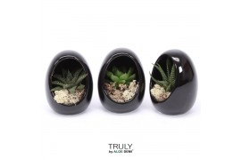 Arrangementen succulenten TRULY Haworthia, Gasteria, Egg Black1 pp