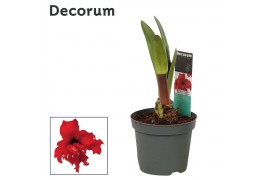 Hippeastrum Kolibri Fanfare 2 Knop (Decorum)
