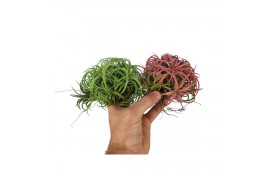 Tillandsia Tillandsia ionantha clumb mix large1 bl.