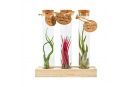 Tillandsia arrangement Tillandsia glas kurk buisje small set3 pp