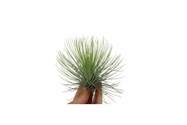 Tillandsia Tillandsia andreana1 bl.