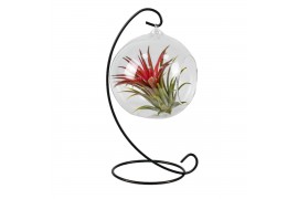 Tillandsia arrangement Tillandsia hangbol frame medium1 pp