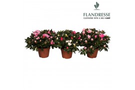 Rhododendron simsii Azalea Flandresse® carnaval 22-25 cm25 cm diameter