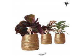Calathea mix Kolibri Greens Calathea mix in Groove pot gold1 pp