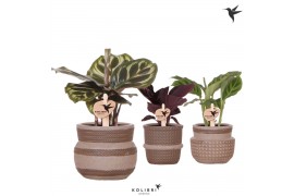 Calathea mix Kolibri Greens Calathea mix in Ethnic pot sand1 pp