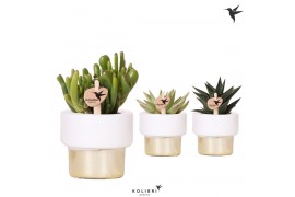 Succulenten mix Kolibri Greens Succulenten mix in Lush pot gold1 pp
