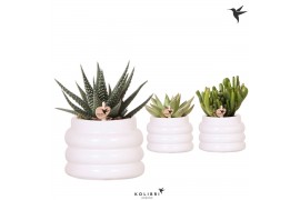 Succulenten mix Kolibri Greens Succelenten mix in Bubble pot white1 pp