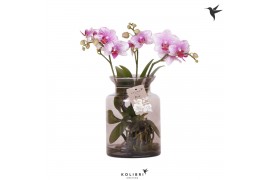 Phalaenopsis roze Kolibri Orchids Phalaenopsis Roots pink in glas stol