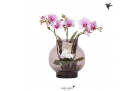 Phalaenopsis roze Kolibri Orchids Phalaenopsis Roots pink in glas bowl