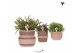 Rhipsalis mix Kolibri Greens Rhipsalis mix in Ethnic pot sand mix1 pp 