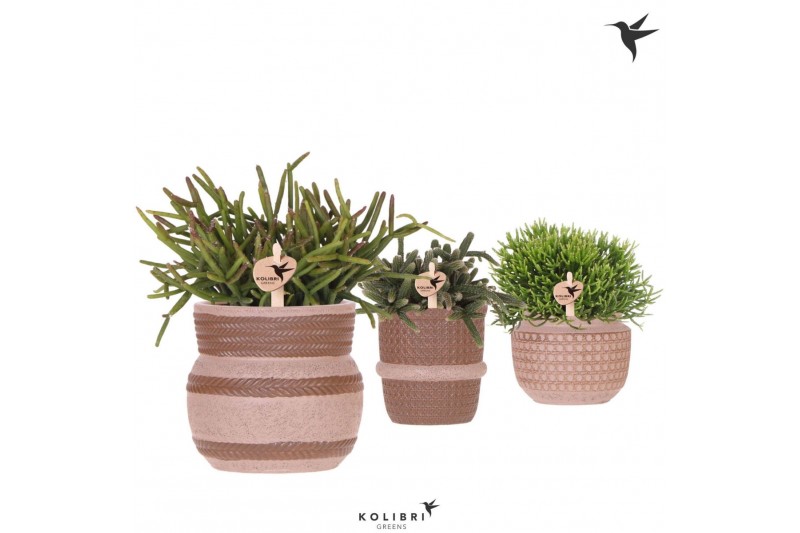 Rhipsalis mix Kolibri Greens Rhipsalis mix in Ethnic pot sand mix1 pp 