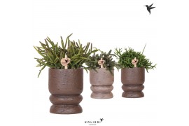 Rhipsalis mix Kolibri Greens Rhipsalis mix in Vintage pot brown mix1 p