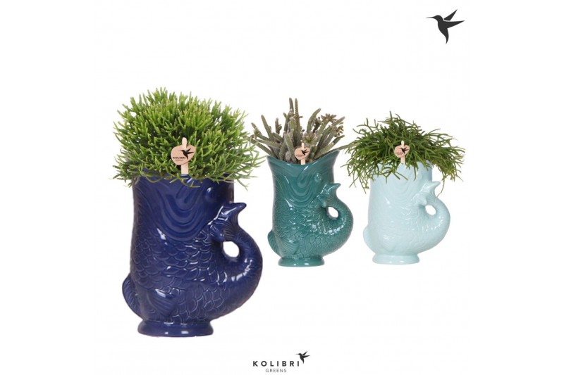 Rhipsalis mix Kolibri Greens Rhipsalis mix in Fish pot blue mix1 pp 