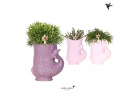 Rhipsalis mix Kolibri Greens Rhipsalis mix in Fish pot lila mix1 pp