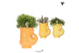Rhipsalis mix Kolibri Greens Rhipsalis mix in Fish pot yellow mix1 pp