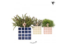 Rhipsalis mix Kolibri Greens Rhipsalis mix in Mosa pot blue mix1 pp