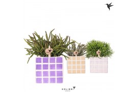 Rhipsalis mix Kolibri Greens Rhipsalis mix in Mosa pot pink mix1 pp