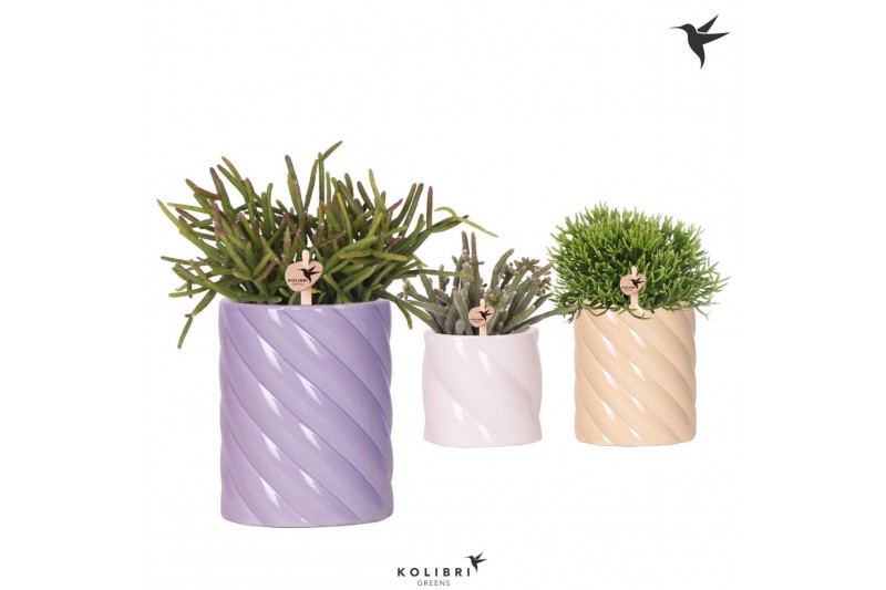 Rhipsalis mix Kolibri Greens Rhipsalis mix in Candy pot pink mix1 pp 