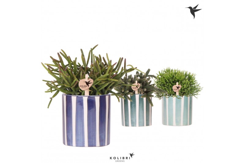 Rhipsalis mix Kolibri Greens Rhipsalis mix in Painted Stripe pot blue  