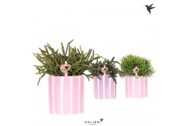 Rhipsalis mix Kolibri Greens Rhipsalis mix in Painted Stripe pot pink 