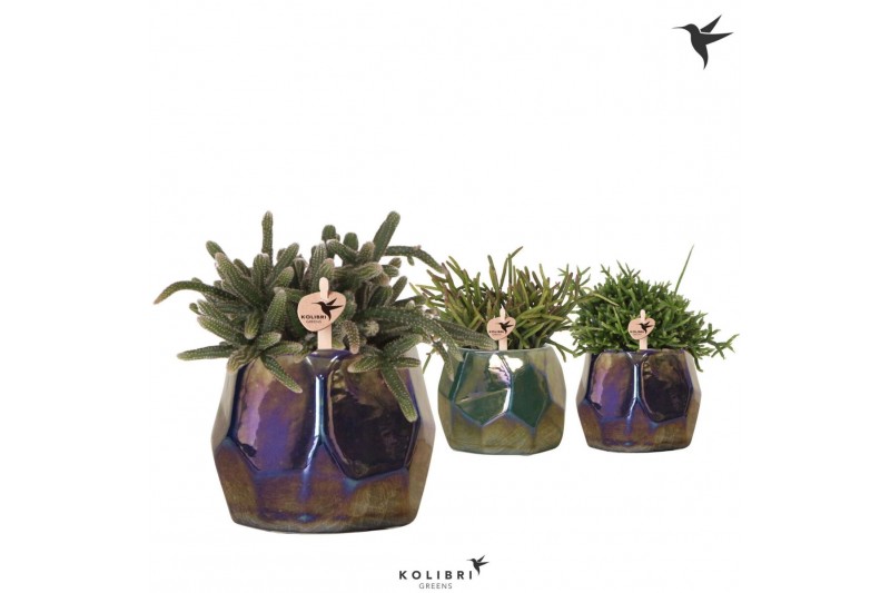 Rhipsalis mix Kolibri Greens Rhipsalis mix in Pearl pot blue mix1 pp 