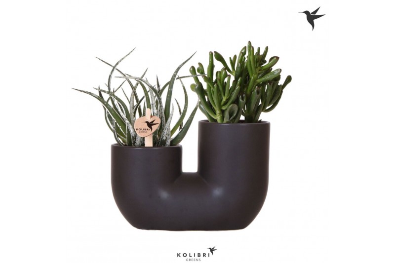 Succulenten mix Kolibri Greens Succulenten mix in Tube pot black2 pp 
