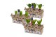 Arrangementen hyacinthus Hyacint Triple Rudolph HL13822 [PURE] 3 pp 90 