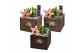 Arrangementen hyacinthus Hyacint Wooden Drawer HL10752 [PURE] 3 pp 75  