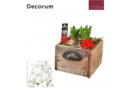 Arrangementen hyacinthus Hyacint Wooden Drawer HL10756WP [COZY] 3 pp 7