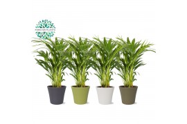 Dypsis lutescens Areca Dypsis lutescens p14 in COCO Keramiek 15 pp