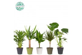 Kamerplanten mix Groen Mix p14 in COCO Keramiek 1 pp