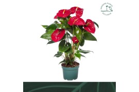 Anthurium andr. nevada Anthurium Nevada 17cmbl.