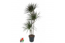 Dracaena marg. magenta Dracaena Magenta 90-60-30pp