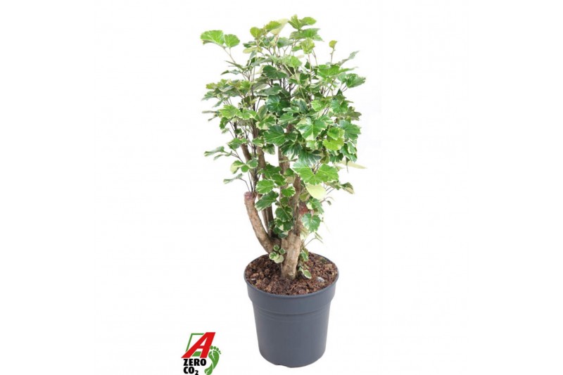 Polyscias balfourii Polyscias Balfouriana vertakt P241 pp 