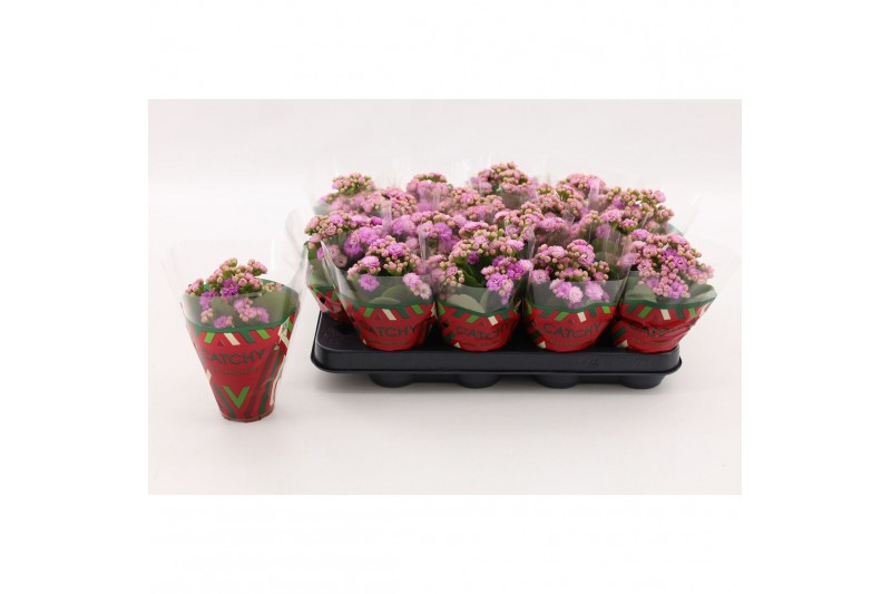 Kalanchoe calandiva zeta Double Pink 