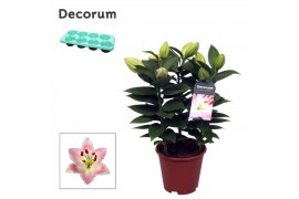 Lilium oriental souvenir Lilium Or Souvenir 13cmtak/plnt  bl.