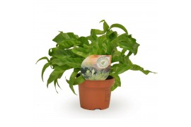 Asplenium antiquum hurricane Asplenium Hurricane