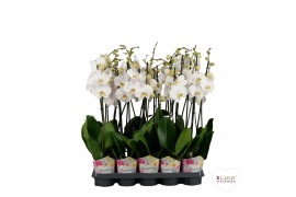 Phalaenopsis wit Phalaenopsis - 2 tak 80cm Promiss wit (Quattro)18 bl.