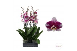 Phalaenopsis anthura barcelona Phalaenopsis Barcelona - 2 tak 60cm (Qu