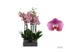 Phalaenopsis Phalaenopsis Honey Peach - 2 tak 60cm (Quattro)14 bl. 2 t