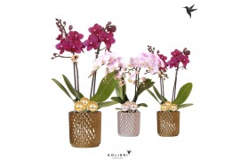 Phalaenopsis multiflora Kolibri Orchids Phalaenopsis mix 2 spike in Di