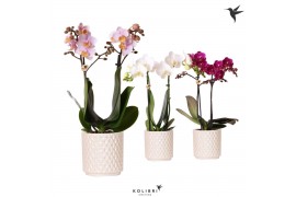 Phalaenopsis mix Kolibri Orchids Phalaenopsis mix 2 spike in Diamond P