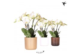 Phalaenopsis wit Kolibri Orchids Phalaenopsis Jewel Ghent 4 spike in S